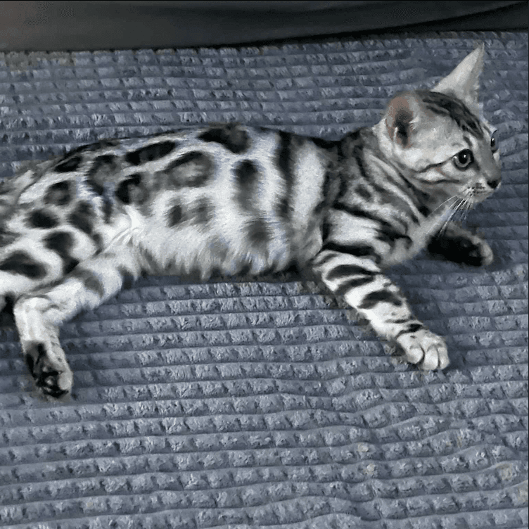 Beautiful Bengal Cat